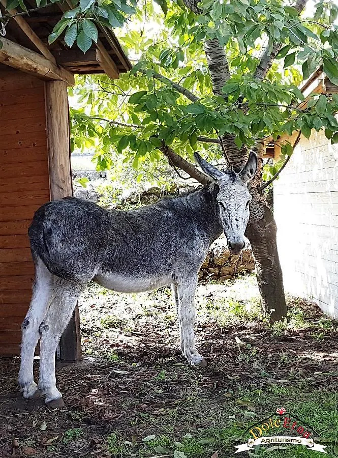 Agriturismo Dolcetna Guest House Sant'Alfio Farm stay