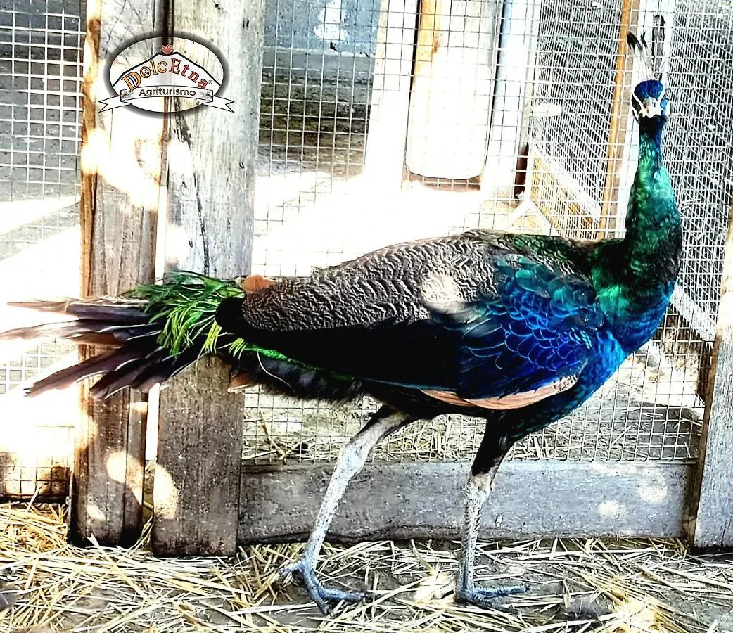 Agriturismo Dolcetna Βίλα SantʼAlfio Κατάλυμα σε φάρμα